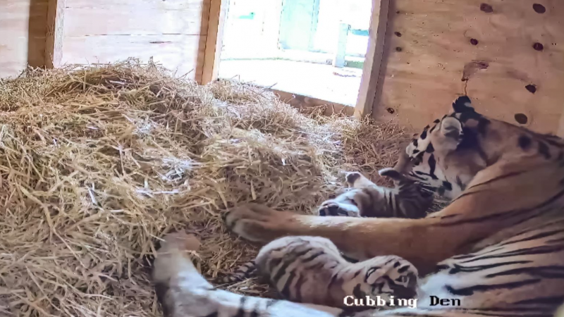  Rare Amur tiger cubs born at Knowsley Safari August 2025